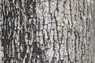 ağaç doku, yumuşak odak kabuğu