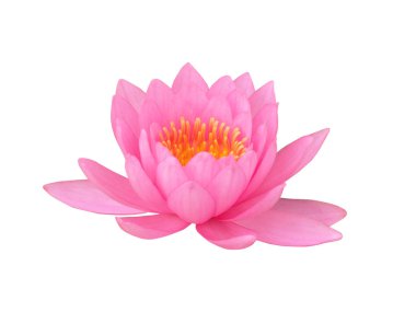 Beyaz arka plan üzerinde tek pembe Lotus