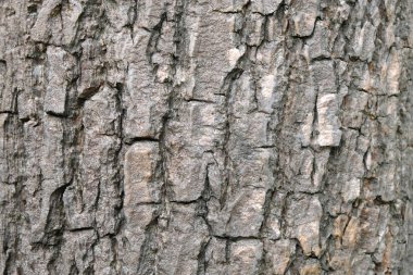 ağaç doku, yumuşak odak kabuğu