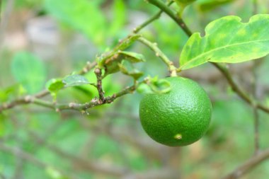 Ihlamur veya ıhlamur ağacı üzerinde yeşil limon 