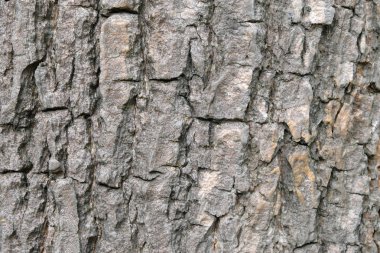 ağaç doku, yumuşak odak kabuğu