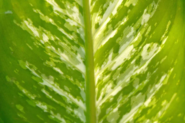 Enfoque Suave Fondo Hoja Verde —  Fotos de Stock