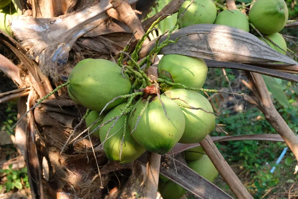 Cocco Fresco Sull Albero — Foto Stock