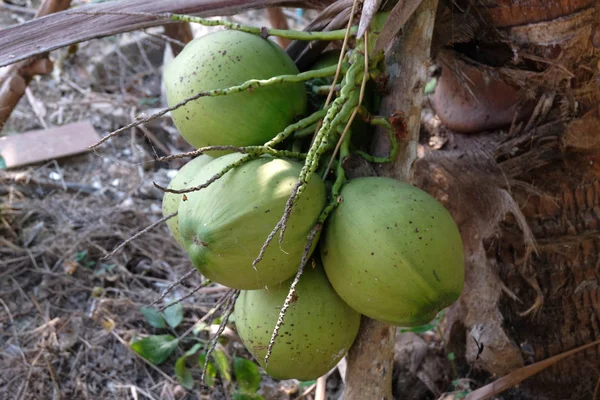 Noix Coco Fraîche Sur Arbre — Photo