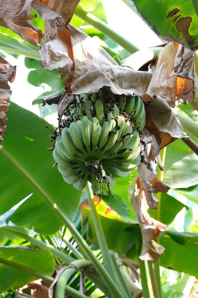 Bananenboom Velden Close — Stockfoto