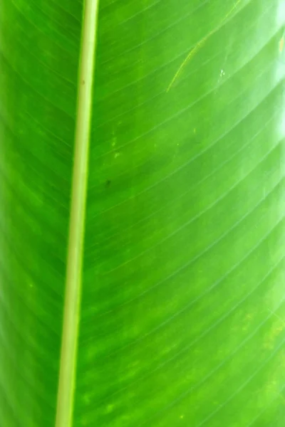 ソフト フォーカス 緑の葉の背景 — ストック写真