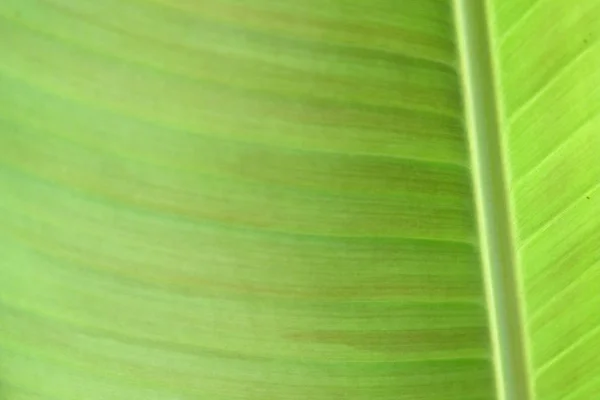 Close Banana Leave — Stock Photo, Image