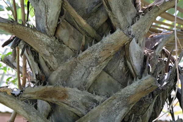 Palmiye ağacını kapat.