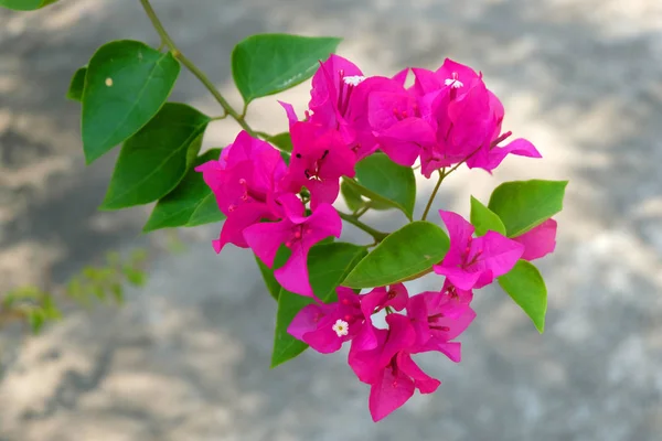 Rosa Bougainvillea Blommor Närbild — Stockfoto