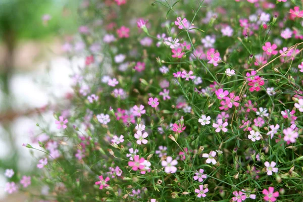 Pink Flower Close — Stock Photo, Image