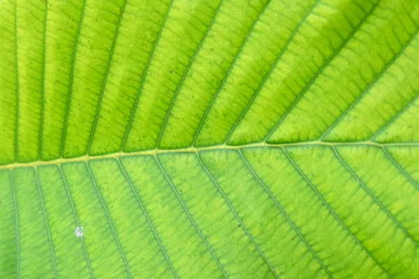 Мягкий Фокус Зеленый Лист Фона — стоковое фото