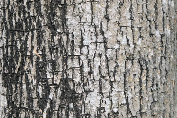 ağaç doku, yumuşak odak kabuğu