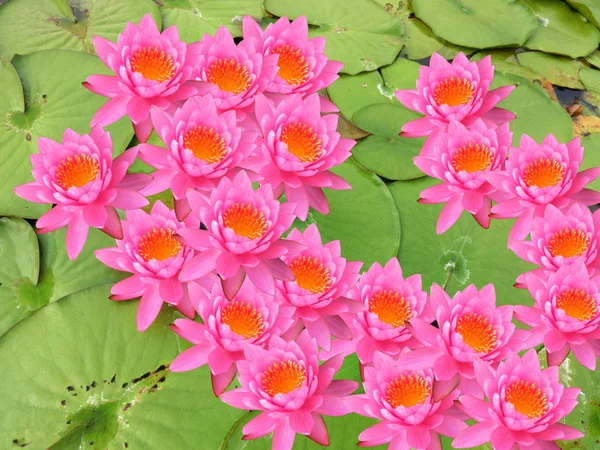 Розовый Цветок Лотоса — стоковое фото