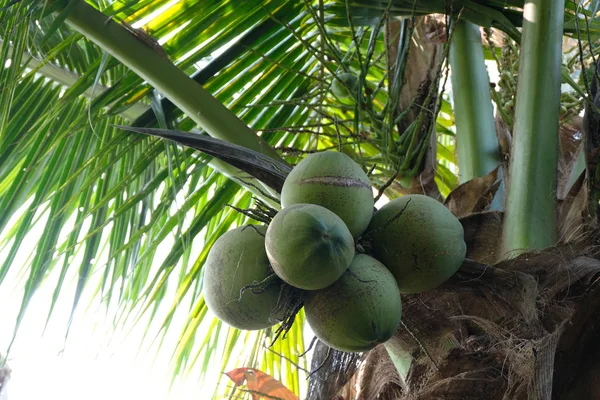 Frische Kokosnuss Auf Dem Baum — Stockfoto