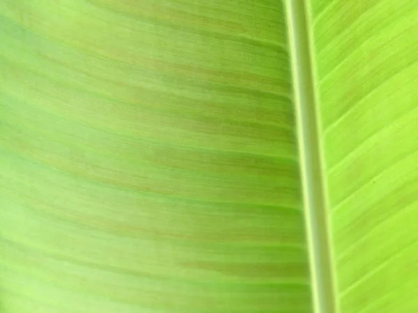 Bananenblätter Aus Nächster Nähe — Stockfoto
