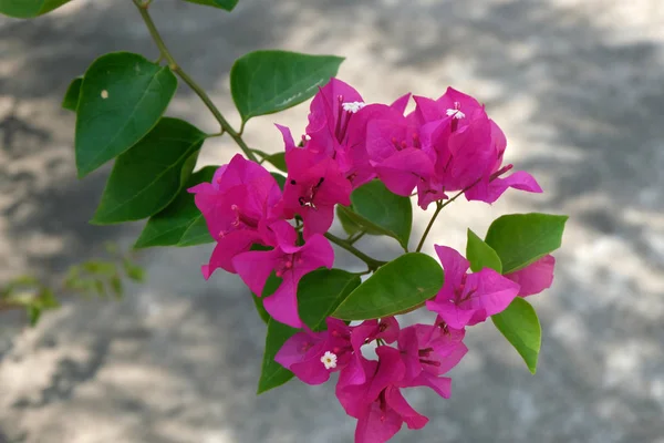 Flor Plátano Cerca — Foto de Stock