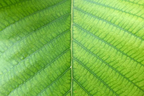 Soft Focus Green Leaf Background — Stock Photo, Image