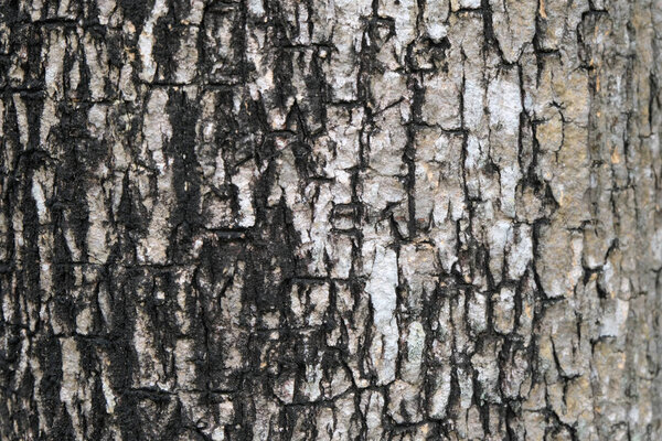 bark of tree texture , soft focus
