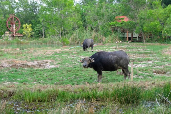 Buffalo Meadow — Stock Photo, Image