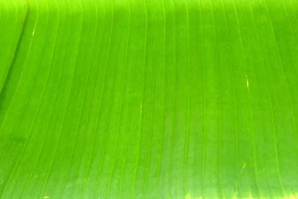 Bananenblätter Aus Nächster Nähe — Stockfoto