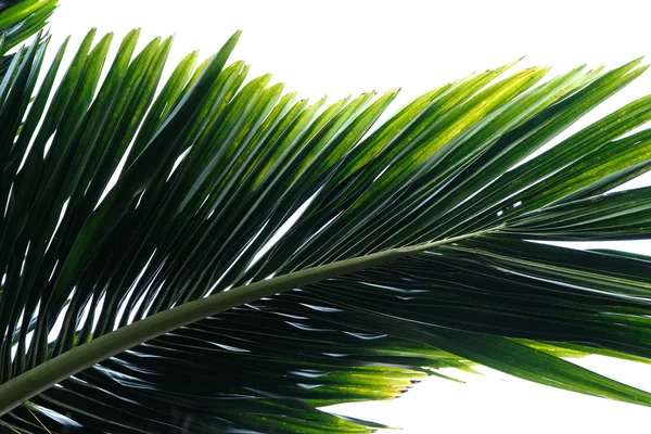 yakın çekim yeşil git