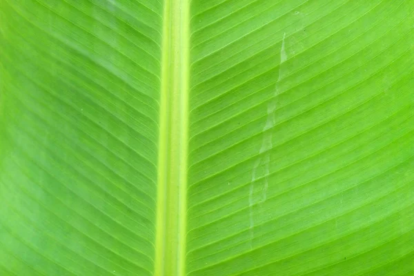 Bananenblätter Aus Nächster Nähe — Stockfoto