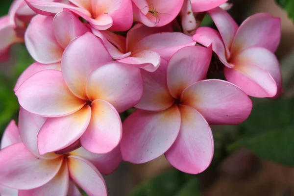 Pink Plumeria Flowers Close — Stock Photo, Image