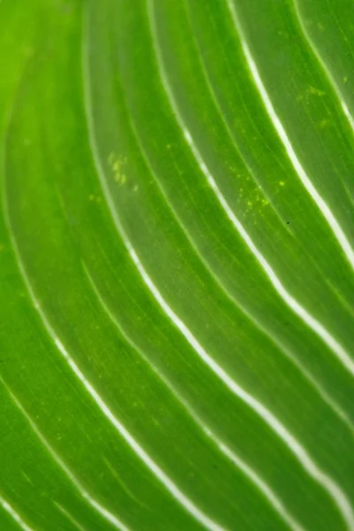 Mjukt Fokus Gröna Löv Bakgrund — Stockfoto