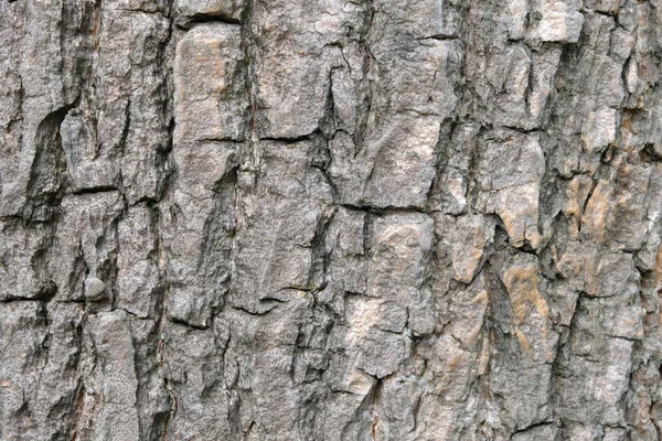 ağaç doku, yumuşak odak kabuğu