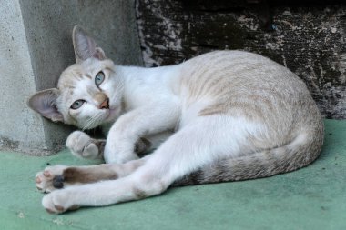 kahverengi kedi kameraya görünüyor