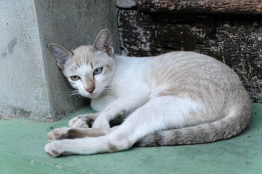 kahverengi kedi kameraya görünüyor
