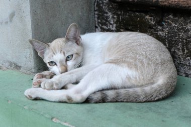 kahverengi kedi kameraya görünüyor