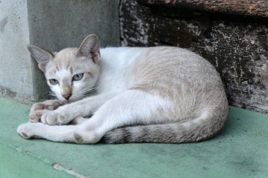 kahverengi kedi kameraya görünüyor