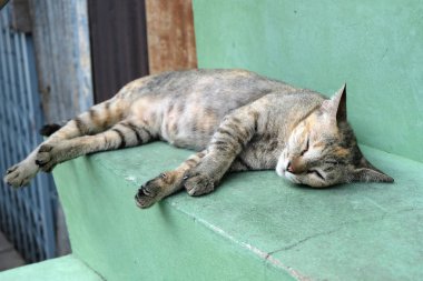 Kahverengi uyuyan kedi yakın çekim