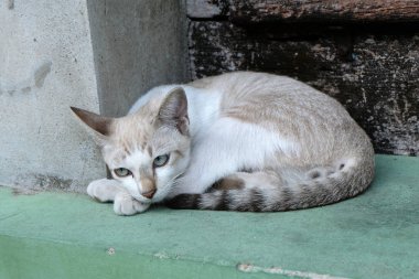 kahverengi kedi kameraya görünüyor