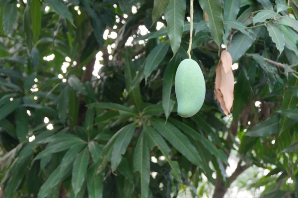 Albero Mango Con Frutti — Foto Stock