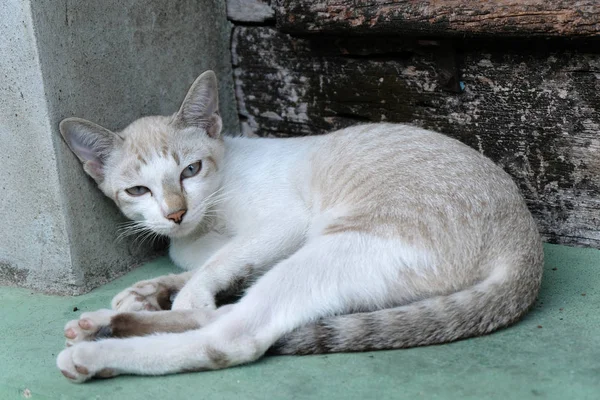 Brązowy Kot Patrzy Kamerę — Zdjęcie stockowe
