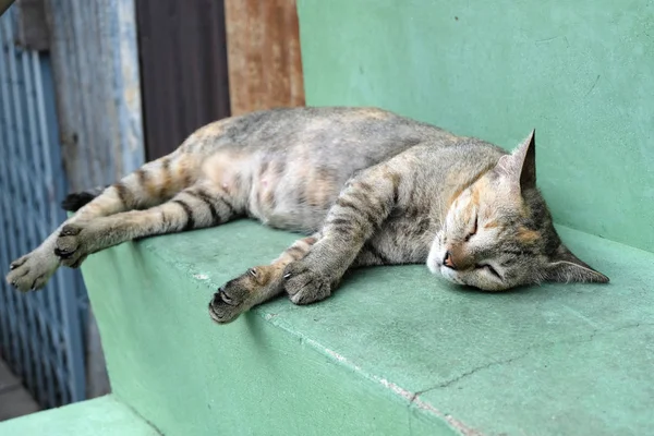 茶色眠り猫のクローズ アップ — ストック写真