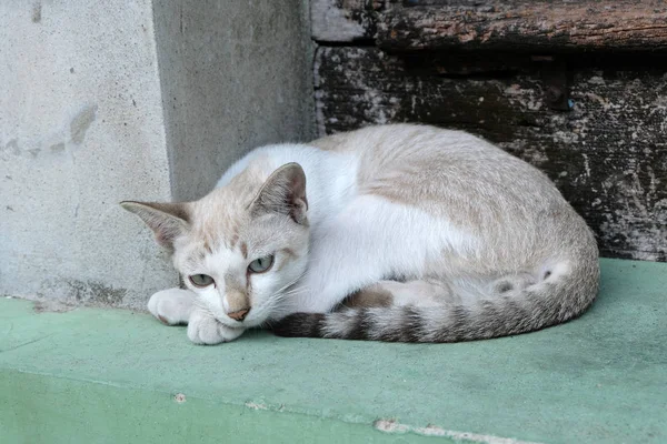 Brązowy Kot Patrzy Kamerę — Zdjęcie stockowe