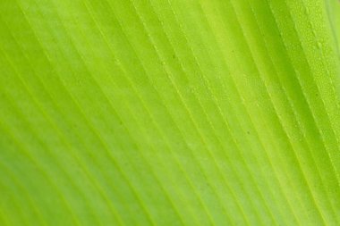 Su damlaları ile güzel yeşil muz yaprağı