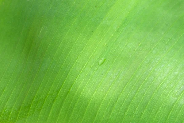 Schönes grünes Bananenblatt mit Wassertropfen — Stockfoto