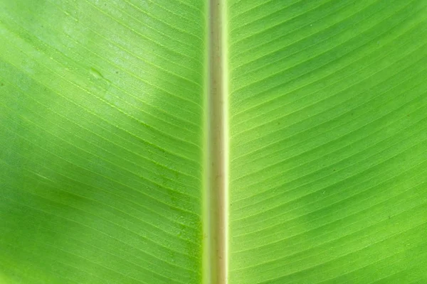 Όμορφο πράσινο φύλλο μπανάνας με σταγόνες νερού — Φωτογραφία Αρχείου