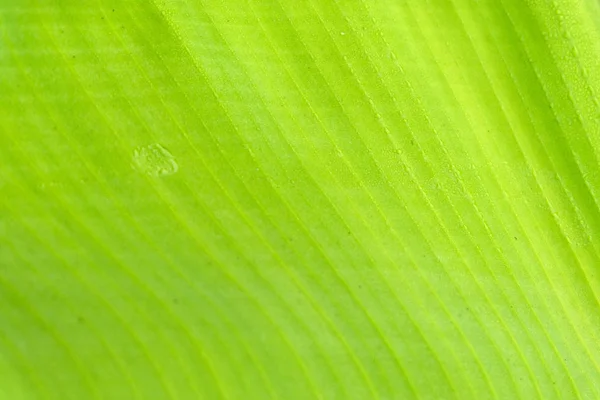 Hermosa hoja de plátano verde con gotas de agua —  Fotos de Stock