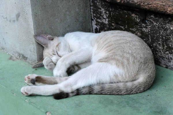 Durmiendo lindo marrón gato —  Fotos de Stock