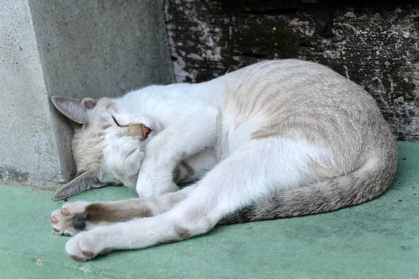 Durmiendo lindo marrón gato —  Fotos de Stock