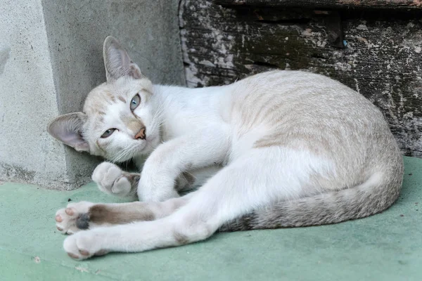 Kucing coklat melihat ke kamera — Stok Foto