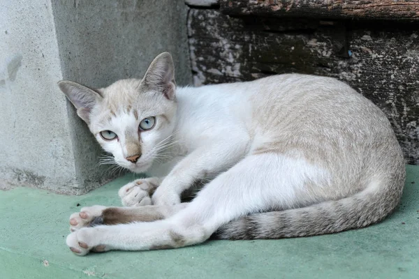 Kucing coklat melihat ke kamera — Stok Foto