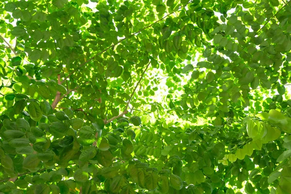 Folhas verdes na luz solar — Fotografia de Stock