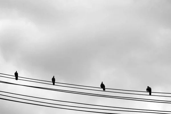 Pombas em pé no fio de energia elétrica — Fotografia de Stock