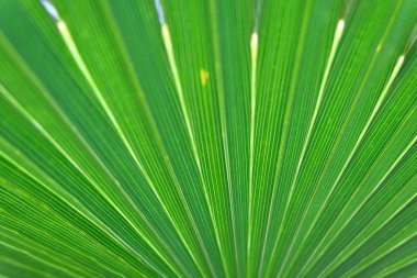 Avuç yaprağı doku bakground yakın